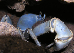 crab