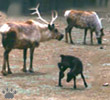 caribou