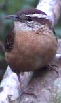 bird