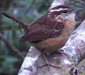 bird