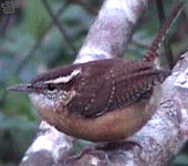 bird