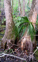 nest