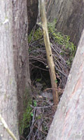 nest