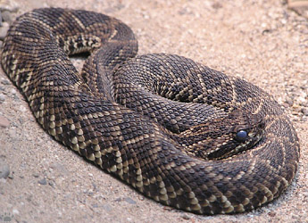 snake