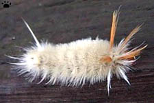 caterpillar