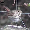 bird