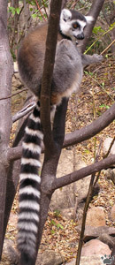 lemur