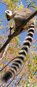 lemur