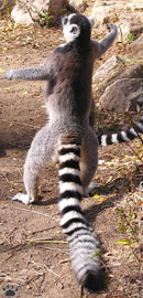 lemur