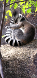 lemur