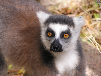 lemur