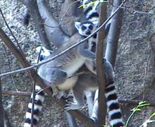 lemur