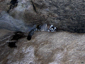 lemur