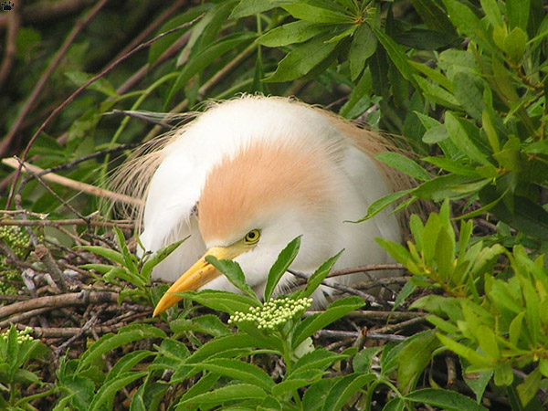 bird