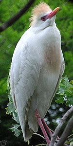 bird