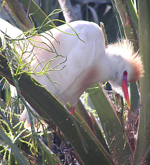 bird