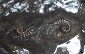 centipedes