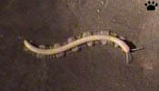 millipede