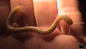 millipede