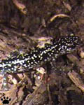 salamander