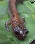 salamander