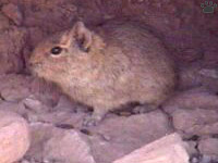 cavia