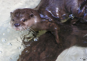 otter