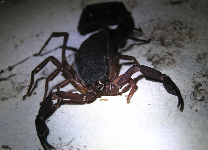 scorpion
