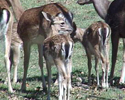 deer