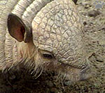 armadillo