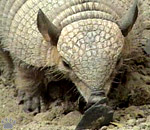 armadillo
