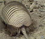 armadillo