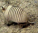 armadillo
