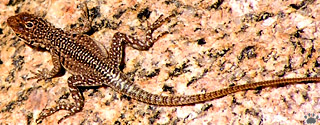 lizard