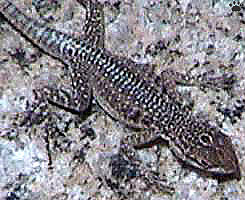 lizard