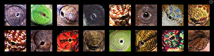 chameleon