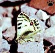 Parnassius