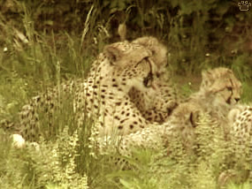 cheetahs