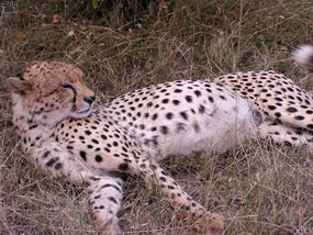 cheetahs