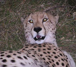 cheetah