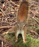 squirrel