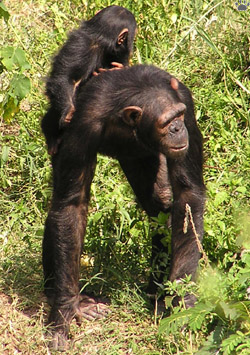 chimp