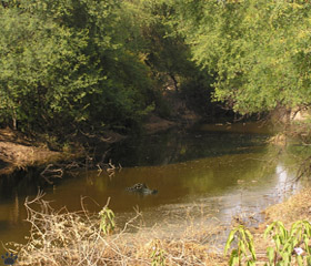 gator
