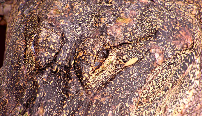 gator
