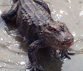 gator