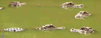 gator