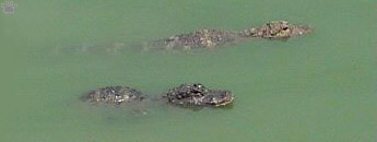 gator