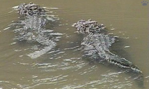 gator