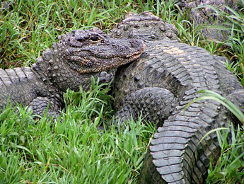 gator
