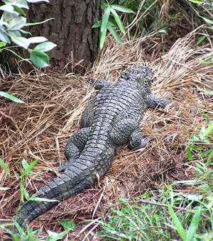 gator